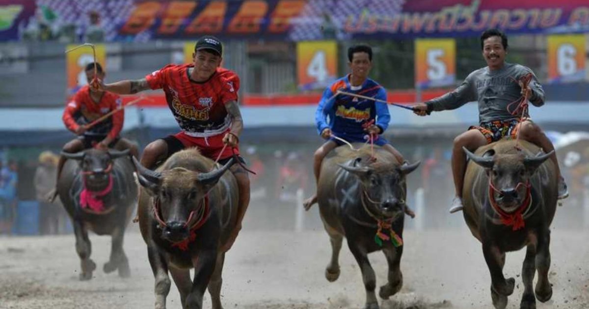 Thais celebrate the rice growing season with a traditional buffalo race