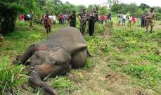 مجزرة في سريلانكا ذهب ضحيتها سبع فيلة واحدة منها حامل 