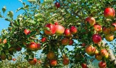 خاص- التفاح اللبناني يزين بألوانه وأصنافه الربوع الجبلية ومربى التفاح دخل موسوعة غينيس