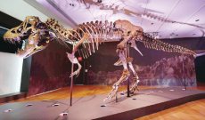 بيع هيكل عظمي لديناصور عمره 110 مليون عاماً بمبلغ خيالي