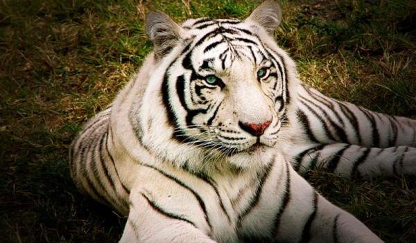 النمر الأبيض حيوان نادر مهدد بالإنقراض
