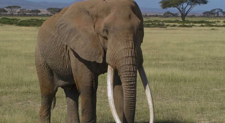 وفاة "تولستوي" الفيل الضخم ذو الأنياب النادرة في كينيا عن عمر يناهز الـ 51 عاماً بطريقة محزنة للغاية